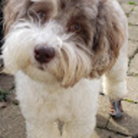 Meet your Posher, Tricia - Picture 1 of 1